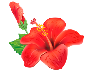 an exotic red flower